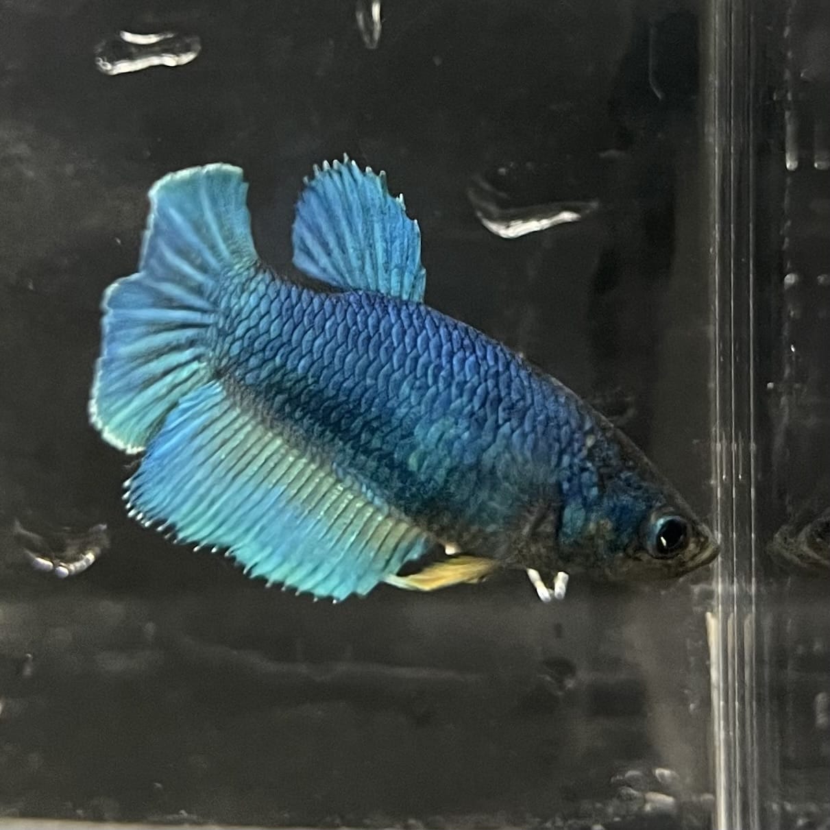 the-fish-farm Female Betta Female Betta - One Only - O Choose your own Female Betta at The Fish Farm Australia