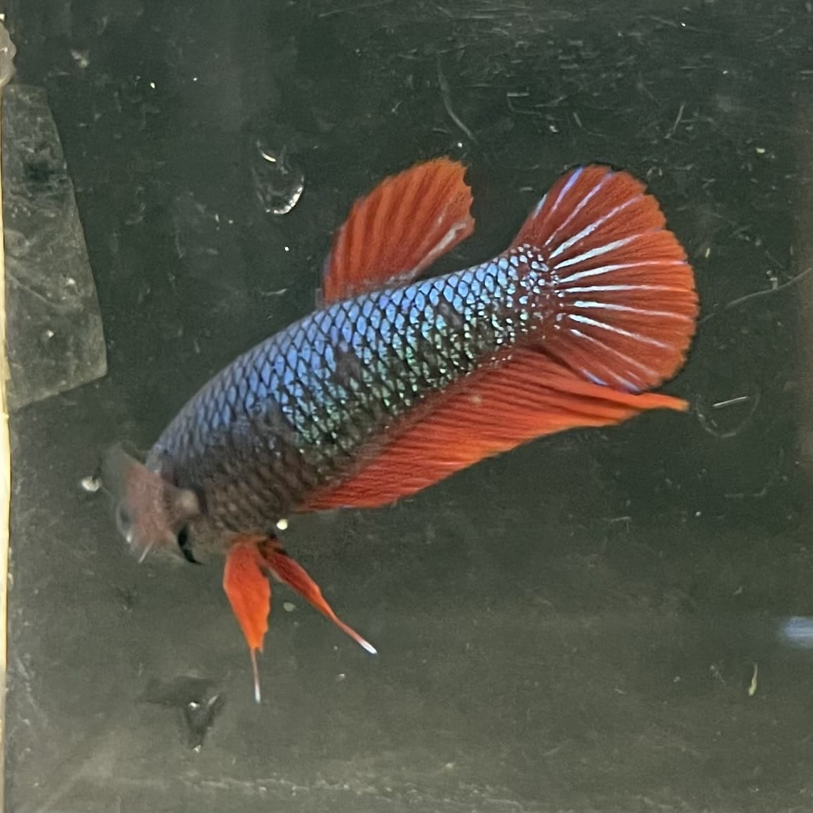 the-fish-farm Female Betta Female Betta - One Only - O Choose your own Female Betta at The Fish Farm Australia