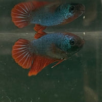 the-fish-farm Female Betta Female Betta - One Only - O Choose your own Female Betta at The Fish Farm Australia