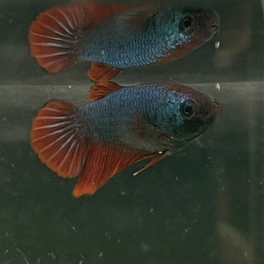 the-fish-farm Female Betta Female Betta - One Only - O Choose your own Female Betta at The Fish Farm Australia