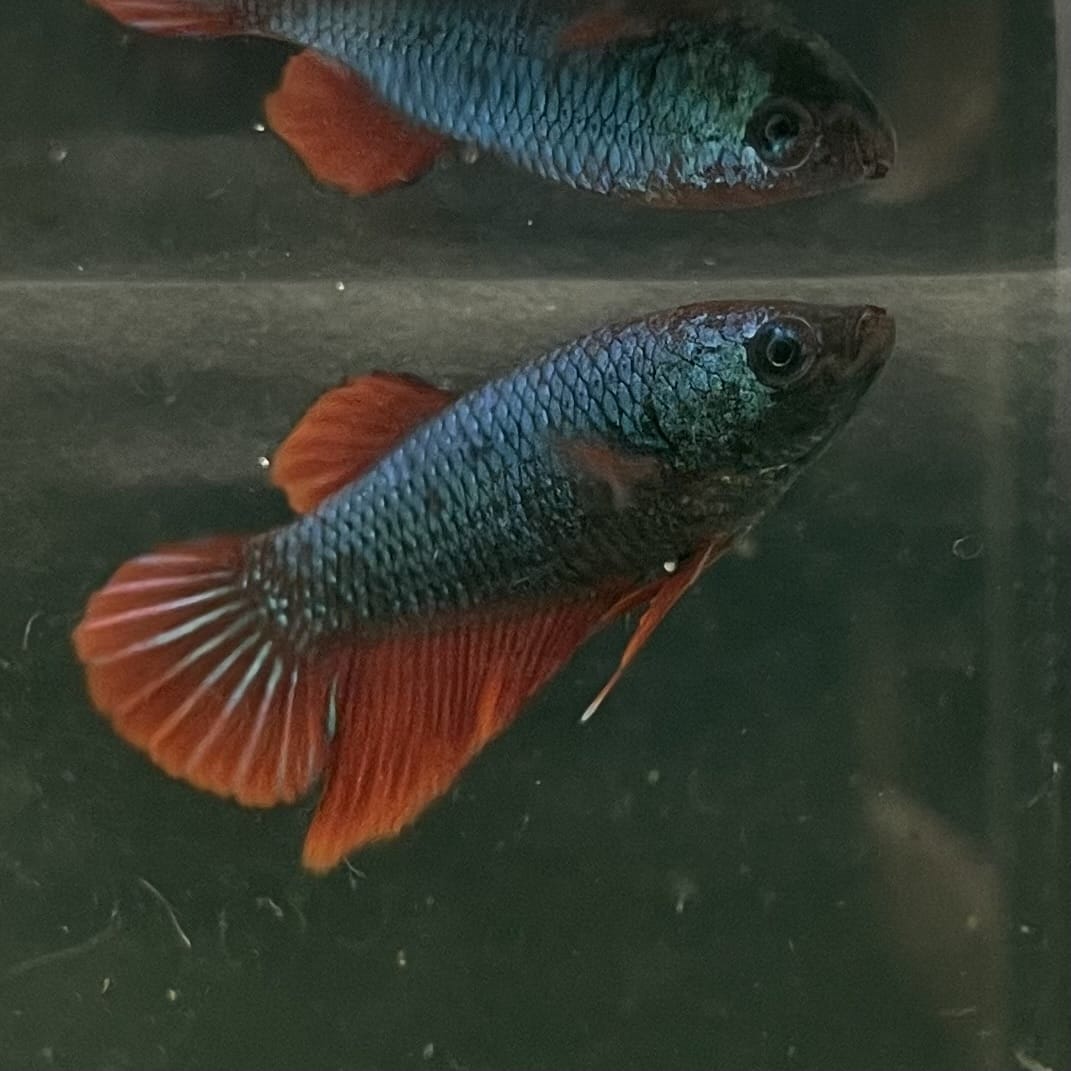 the-fish-farm Female Betta Female Betta - One Only - O Choose your own Female Betta at The Fish Farm Australia