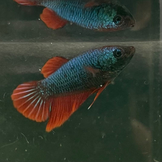 the-fish-farm Female Betta Female Betta - One Only - O Choose your own Female Betta at The Fish Farm Australia