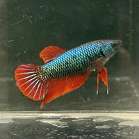 the-fish-farm Female Betta Female Betta - One Only - O Choose your own Female Betta at The Fish Farm Australia