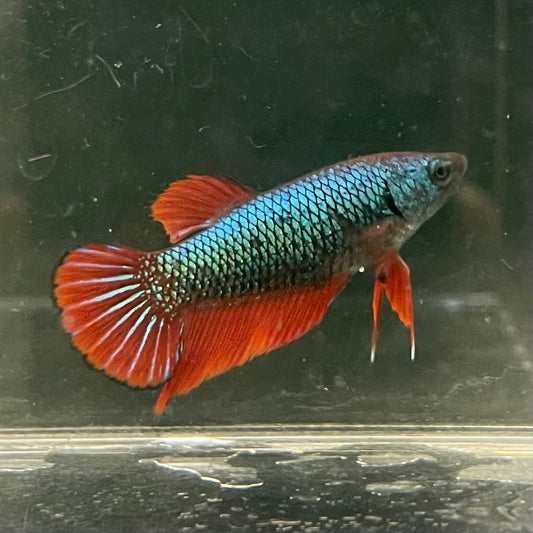 the-fish-farm Female Betta Female Betta - One Only - O Choose your own Female Betta at The Fish Farm Australia