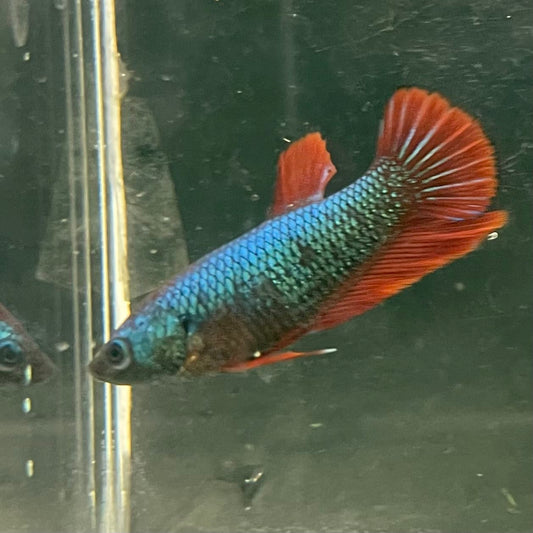 the-fish-farm Female Betta Female Betta - One Only - O Choose your own Female Betta at The Fish Farm Australia