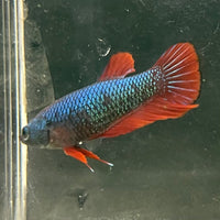 the-fish-farm Female Betta Female Betta - One Only - O Choose your own Female Betta at The Fish Farm Australia