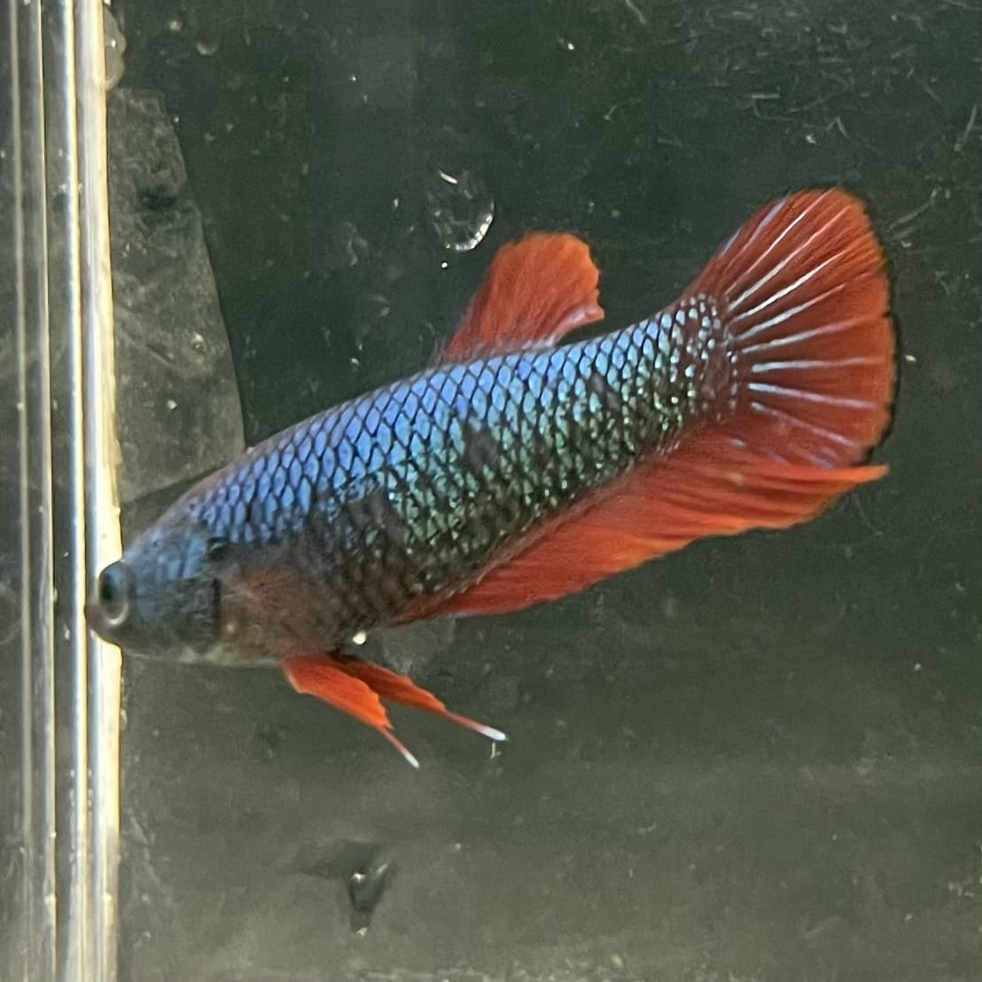 the-fish-farm Female Betta Female Betta - One Only - O Choose your own Female Betta at The Fish Farm Australia