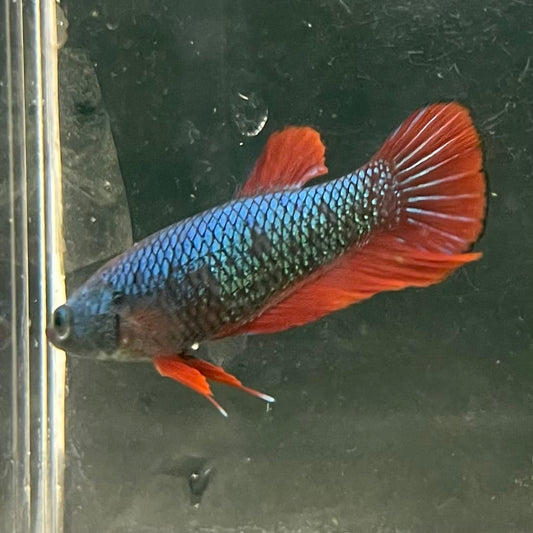 the-fish-farm Female Betta Female Betta - One Only - O Choose your own Female Betta at The Fish Farm Australia