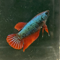 the-fish-farm Female Betta Female Betta - One Only - O Choose your own Female Betta at The Fish Farm Australia