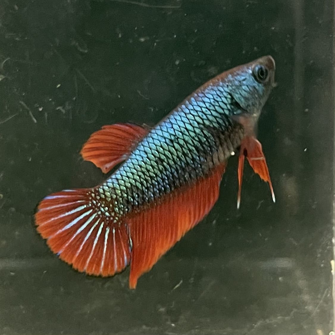 the-fish-farm Female Betta Female Betta - One Only - O Choose your own Female Betta at The Fish Farm Australia