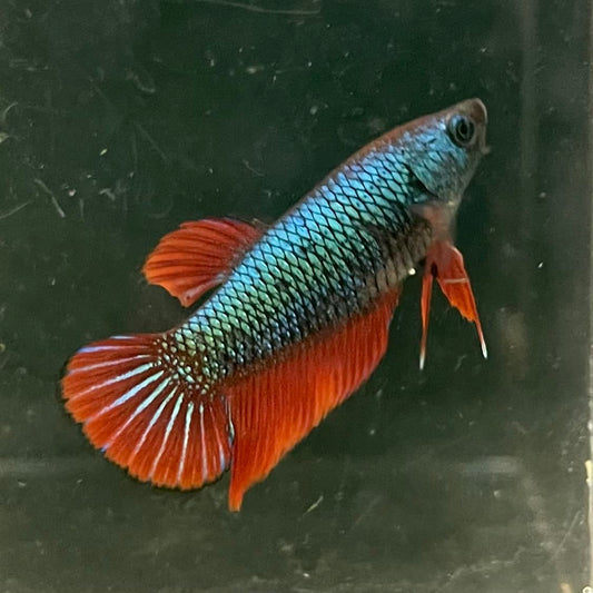 the-fish-farm Female Betta Female Betta - One Only - O Choose your own Female Betta at The Fish Farm Australia