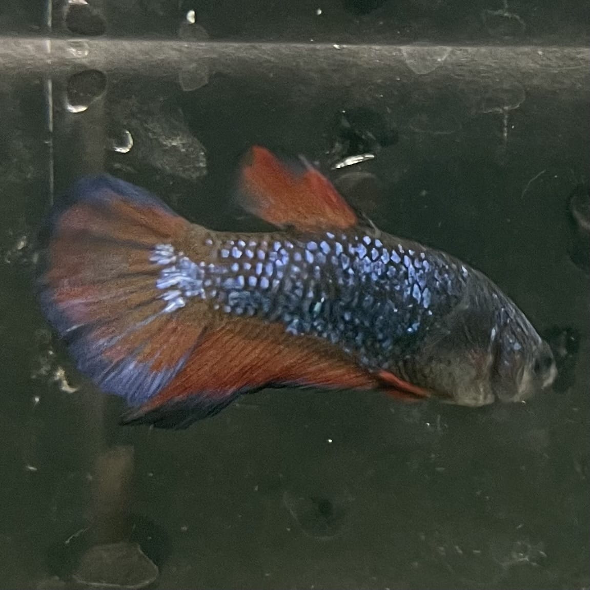 the-fish-farm Female Betta Female Betta - One Only - O Choose your own Female Betta at The Fish Farm Australia