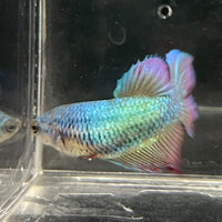 the-fish-farm Female Betta Female Betta - One Only - O Choose your own Female Betta at The Fish Farm Australia