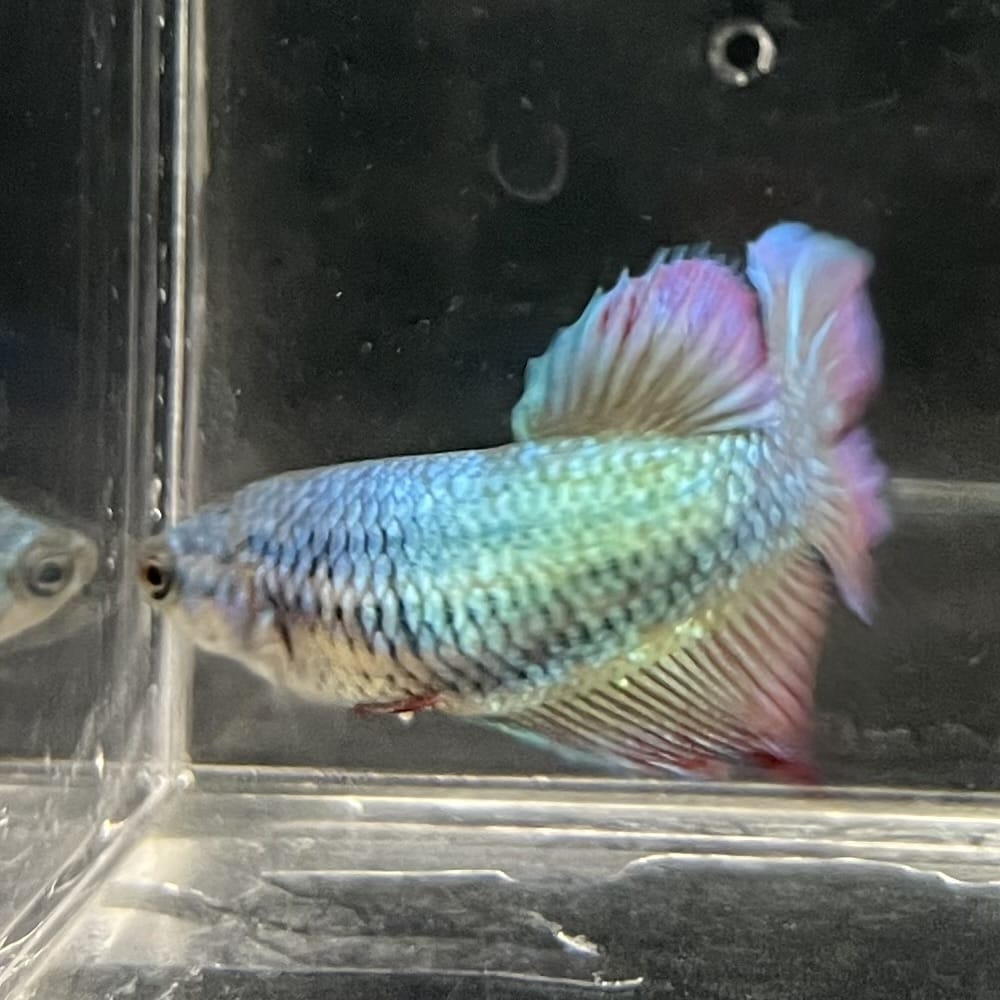 the-fish-farm Female Betta Female Betta - One Only - O Choose your own Female Betta at The Fish Farm Australia