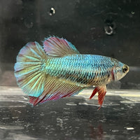 the-fish-farm Female Betta Female Betta - One Only - O Choose your own Female Betta at The Fish Farm Australia