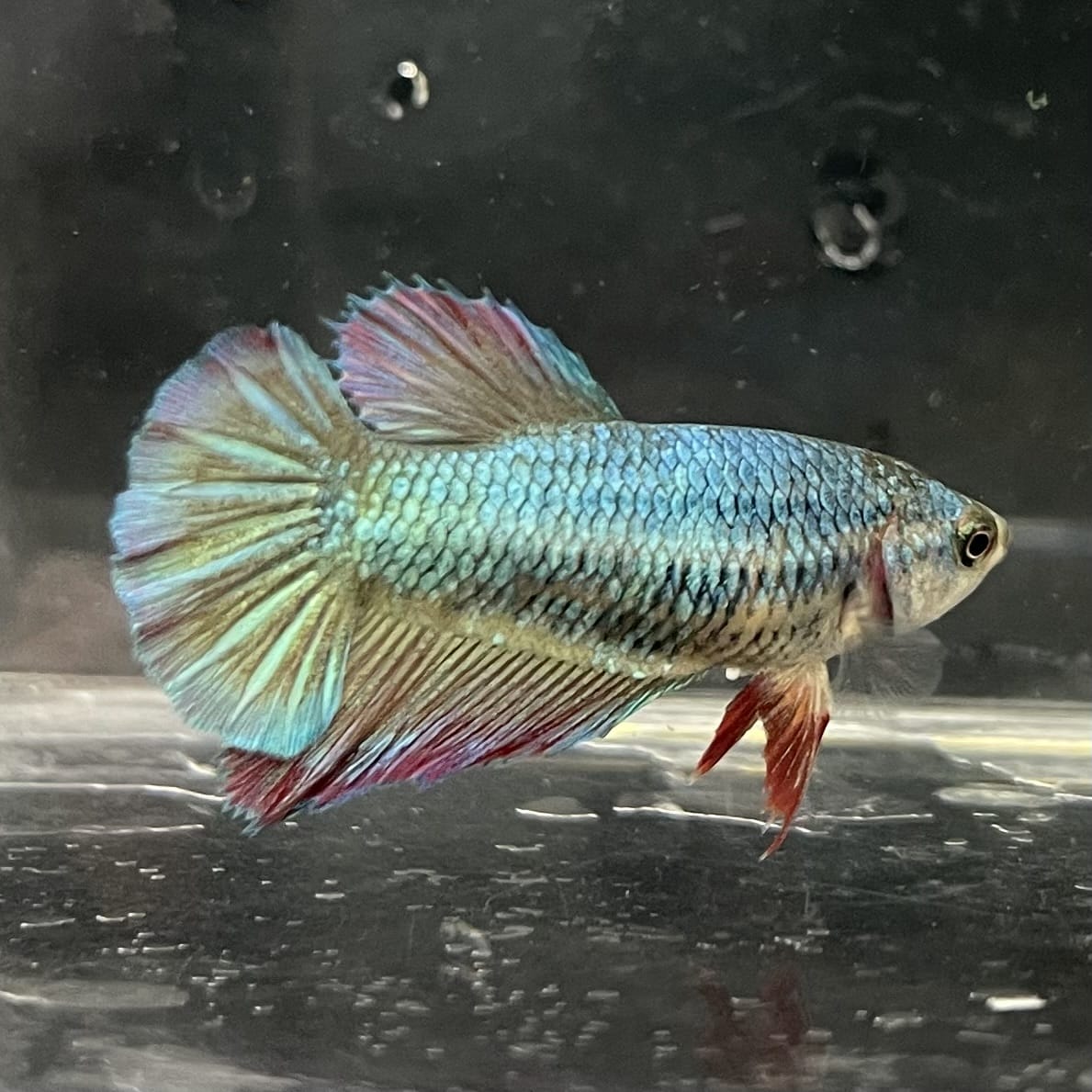 the-fish-farm Female Betta Female Betta - One Only - O Choose your own Female Betta at The Fish Farm Australia