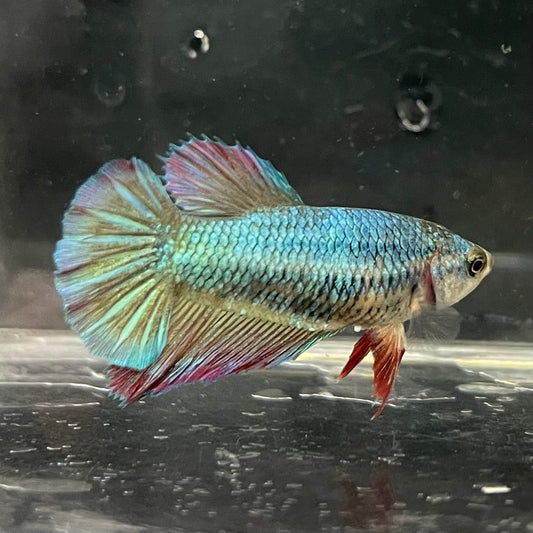 the-fish-farm Female Betta Female Betta - One Only - O Choose your own Female Betta at The Fish Farm Australia
