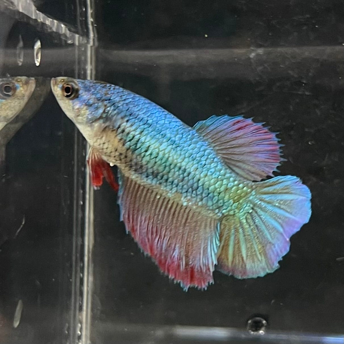 the-fish-farm Female Betta Female Betta - One Only - O Choose your own Female Betta at The Fish Farm Australia