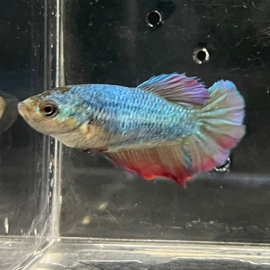 the-fish-farm Female Betta Female Betta - One Only - O Choose your own Female Betta at The Fish Farm Australia