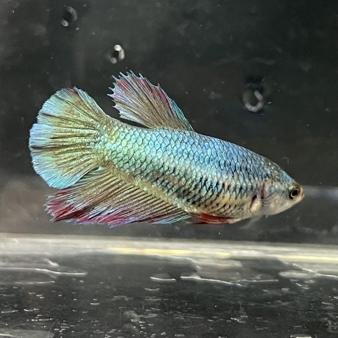 the-fish-farm Female Betta Female Betta - One Only - O Choose your own Female Betta at The Fish Farm Australia