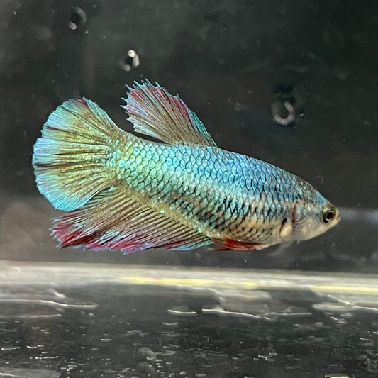 the-fish-farm Female Betta Female Betta - One Only - O Choose your own Female Betta at The Fish Farm Australia