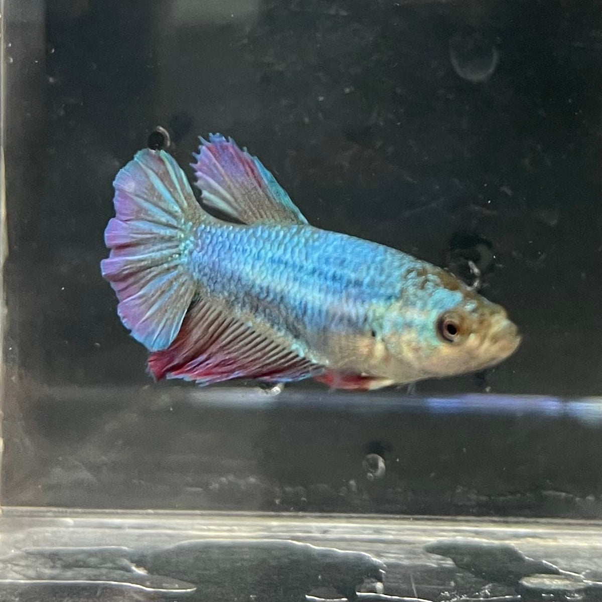 the-fish-farm Female Betta Female Betta - One Only - O Choose your own Female Betta at The Fish Farm Australia