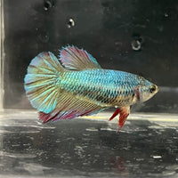 the-fish-farm Female Betta Female Betta - One Only - O Choose your own Female Betta at The Fish Farm Australia