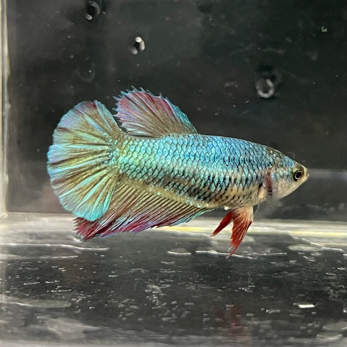 the-fish-farm Female Betta Female Betta - One Only - O Choose your own Female Betta at The Fish Farm Australia