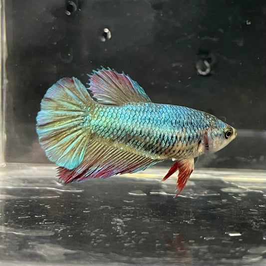 the-fish-farm Female Betta Female Betta - One Only - O Choose your own Female Betta at The Fish Farm Australia