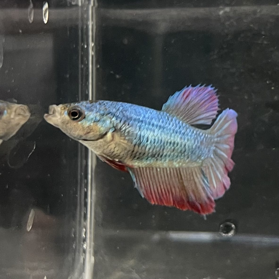 the-fish-farm Female Betta Female Betta - One Only - O Choose your own Female Betta at The Fish Farm Australia