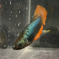the-fish-farm Female Betta Female Betta - One Only - O Choose your own Female Betta at The Fish Farm Australia