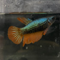 the-fish-farm Female Betta Female Betta - One Only - O Choose your own Female Betta at The Fish Farm Australia