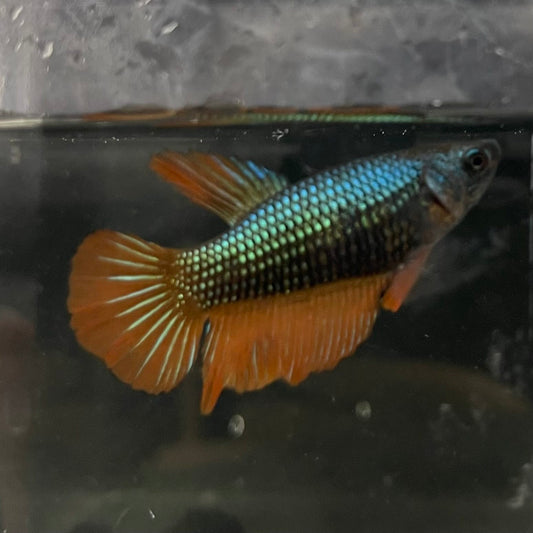 the-fish-farm Female Betta Female Betta - One Only - O Choose your own Female Betta at The Fish Farm Australia