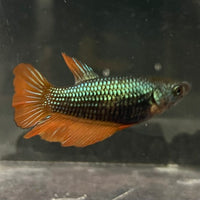 the-fish-farm Female Betta Female Betta - One Only - O Choose your own Female Betta at The Fish Farm Australia