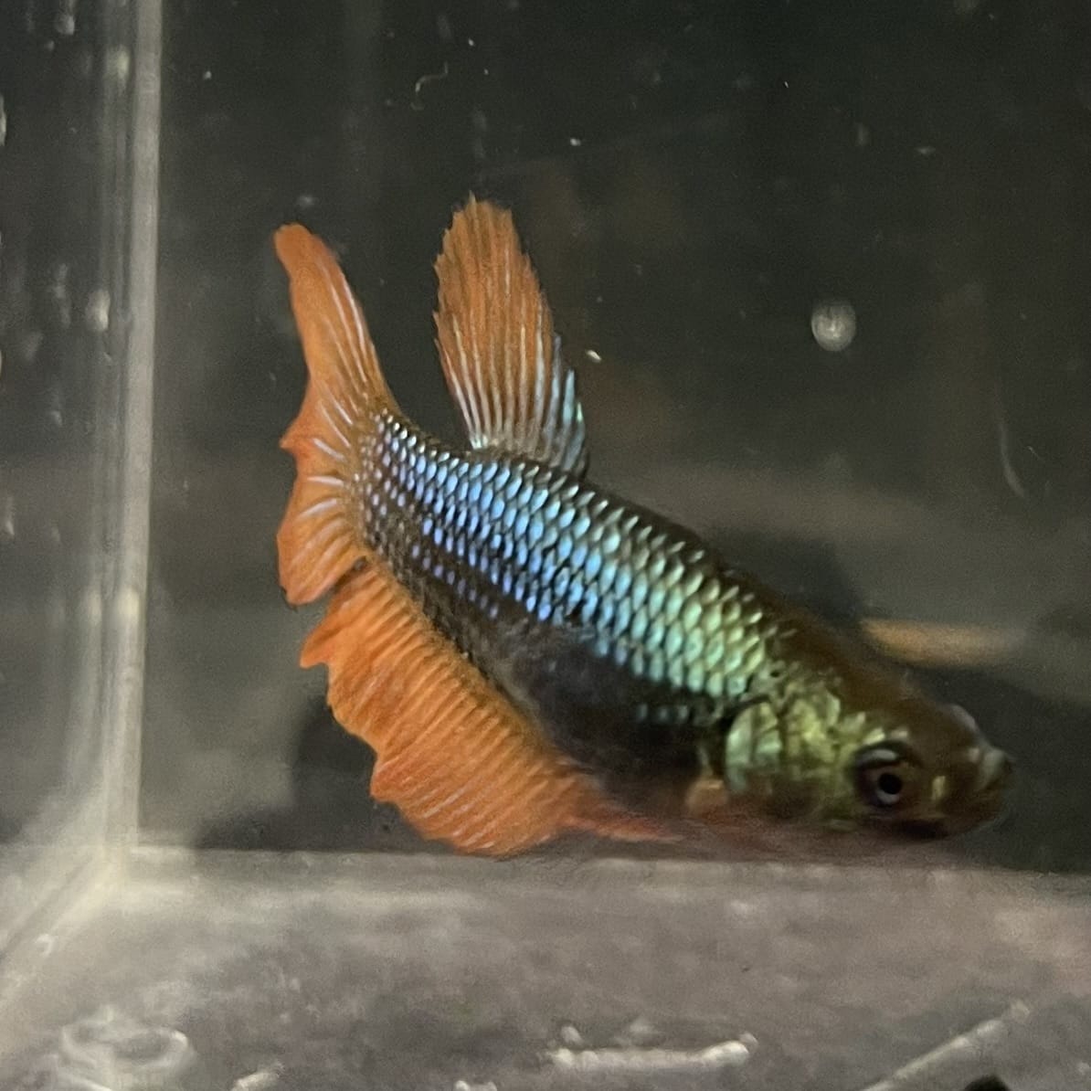the-fish-farm Female Betta Female Betta - One Only - O Choose your own Female Betta at The Fish Farm Australia