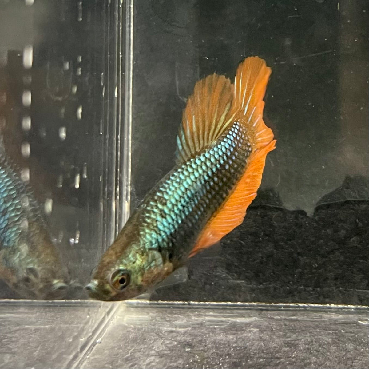 the-fish-farm Female Betta Female Betta - One Only - O Choose your own Female Betta at The Fish Farm Australia