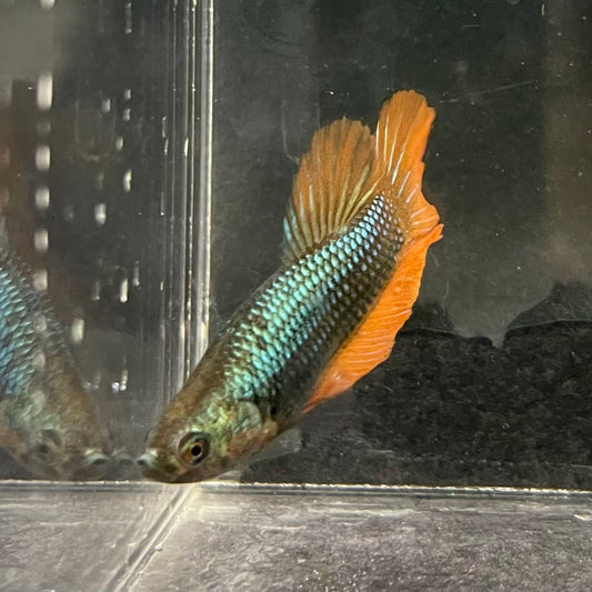 the-fish-farm Female Betta Female Betta - One Only - O Choose your own Female Betta at The Fish Farm Australia