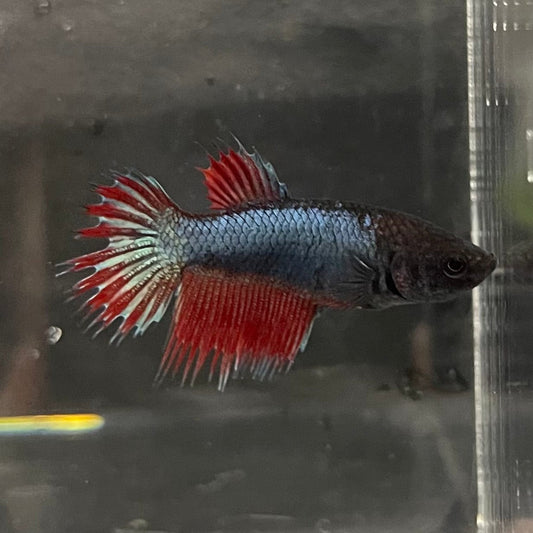 the-fish-farm Female Betta Female Betta - One Only - P Choose your own Female Betta at The Fish Farm Australia
