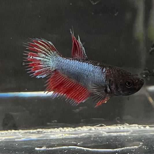 the-fish-farm Female Betta Female Betta - One Only - P Choose your own Female Betta at The Fish Farm Australia