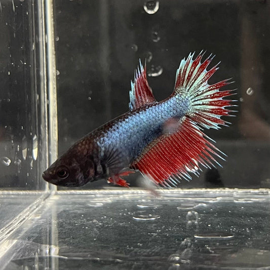 the-fish-farm Female Betta Female Betta - One Only - P Choose your own Female Betta at The Fish Farm Australia