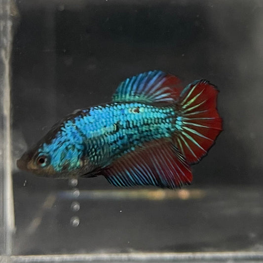 the-fish-farm Female Betta Female Betta - One Only - P Choose your own Female Betta at The Fish Farm Australia