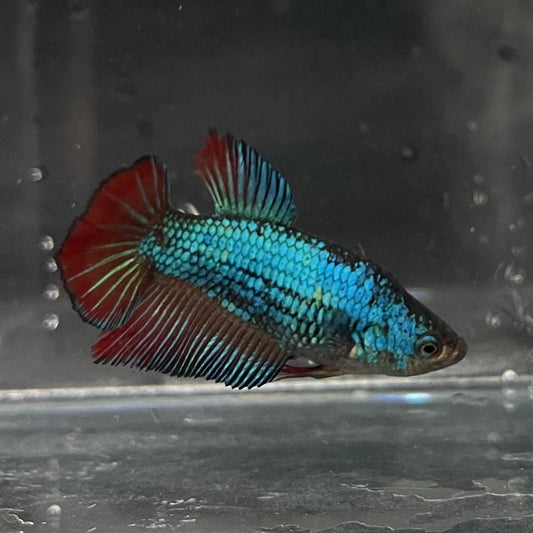 the-fish-farm Female Betta Female Betta - One Only - P Choose your own Female Betta at The Fish Farm Australia