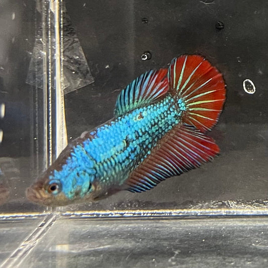 the-fish-farm Female Betta Female Betta - One Only - P Choose your own Female Betta at The Fish Farm Australia