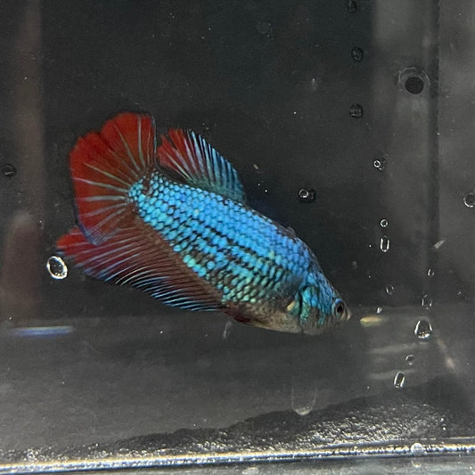 the-fish-farm Female Betta Female Betta - One Only - P Choose your own Female Betta at The Fish Farm Australia