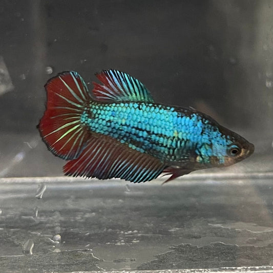 the-fish-farm Female Betta Female Betta - One Only - P Choose your own Female Betta at The Fish Farm Australia