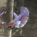 the-fish-farm Female Betta Female Betta - One Only - P Choose your own Female Betta at The Fish Farm Australia