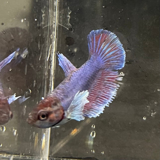 the-fish-farm Female Betta Female Betta - One Only - P Choose your own Female Betta at The Fish Farm Australia