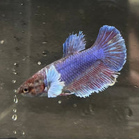 the-fish-farm Female Betta Female Betta - One Only - P Choose your own Female Betta at The Fish Farm Australia