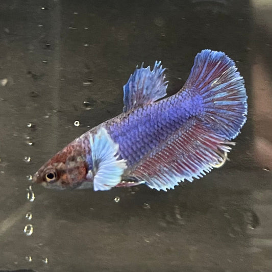 the-fish-farm Female Betta Female Betta - One Only - P Choose your own Female Betta at The Fish Farm Australia