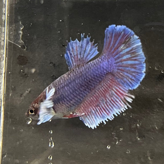 the-fish-farm Female Betta Female Betta - One Only - P Choose your own Female Betta at The Fish Farm Australia